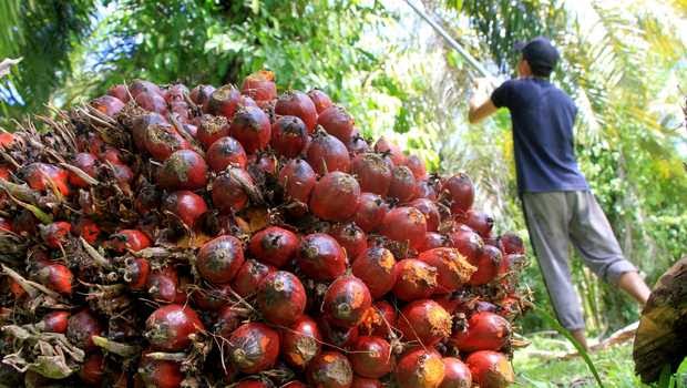 DPRD Pasangkayu Tuntaskan Konflik Sengketa Lahan di 30 Desa