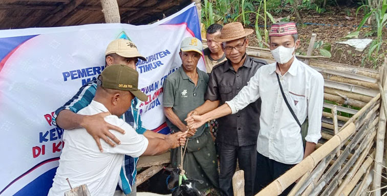 Legislator Partai Perindo Matim Serahkan 8 Ekor Kambing ke Peternak di Luwu