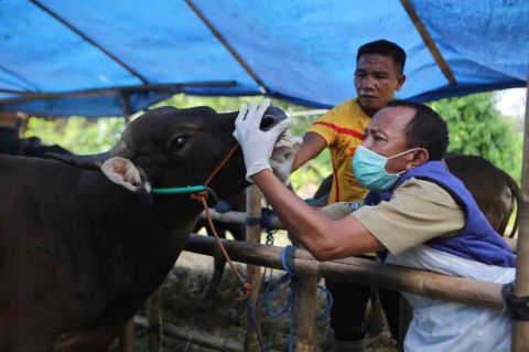 Antisipasi PMK, Ini Imbauan Partai Perindo soal Penyembelihan Hewan Kurban