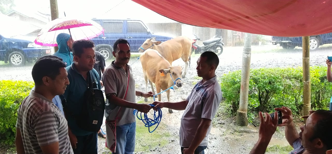 Mantap! Peternak di Ngada NTT Dapat Bantuan dari Legislator Partai Perindo 