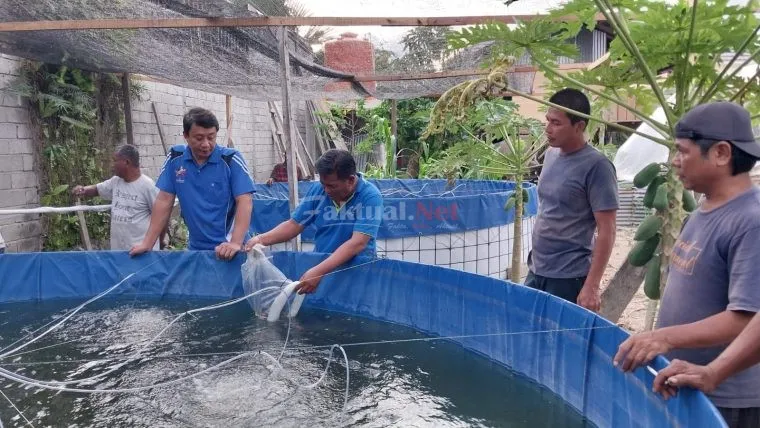 Politisi Partai Perindo Palu: Budidaya Ikan Nila dengan Bioflok Tingkatkan Perekonomian Masyarakat 