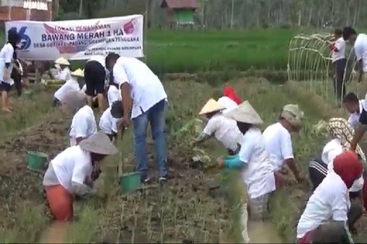 Ajak Tanam Bawang, Upaya Partai Perindo Padang Sidempuan Dongkrak Perekonomian Warga