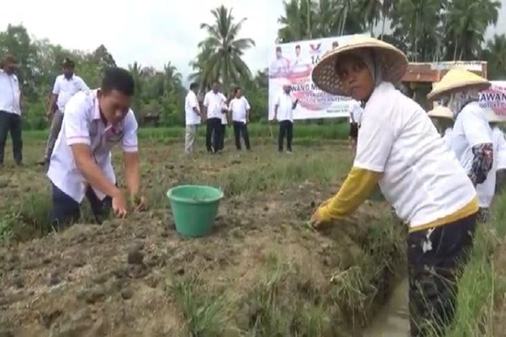Apresiasi Program Tanam Bawang Merah Partai Perindo Padang Sidempuan, Petani: Bukti Peduli Rakyat
