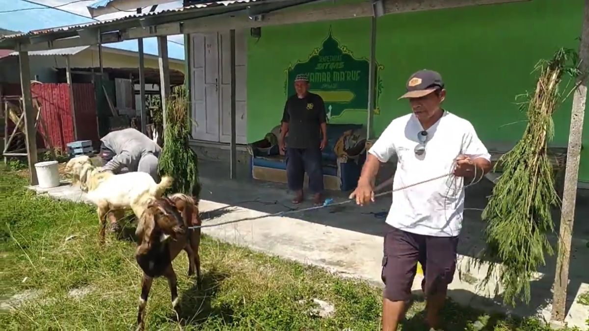  DPW Partai Perindo Sulteng Salurkan Hewan Kurban, Dagingnya untuk Korban Gempa Tinggal di Huntara