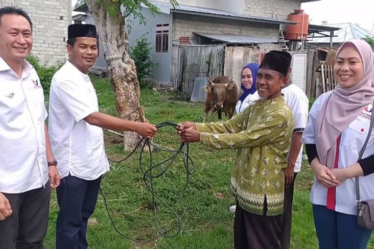 Bersyukur Gabung Partai Perindo, Bacaleg Ini Salurkan Sapi Kurban ke Masyarakat Palu 