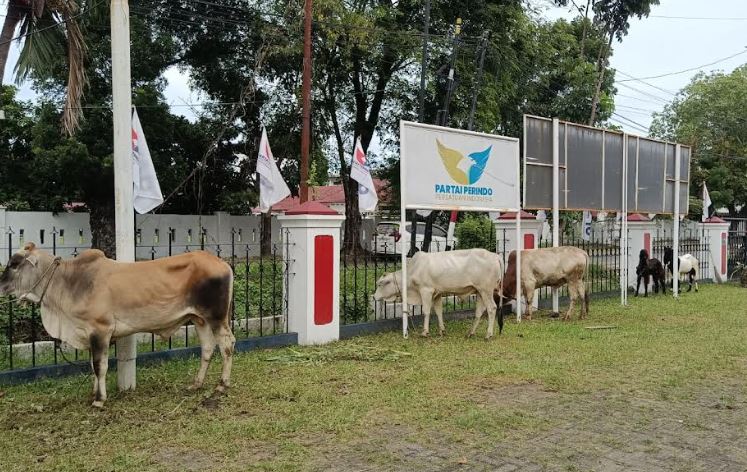 Partai Perindo Sumut Sembelih 5 Ekor Hewan Kurban