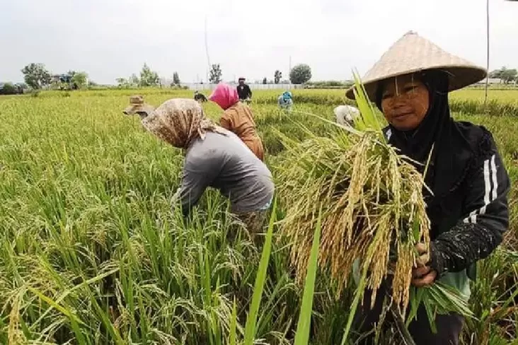 Petani Curhat Tak Nikmati Untung saat Harga Beras Naik, Partai Perindo Yakin Pemerintah Siap Beri Solusi Terbaik 
