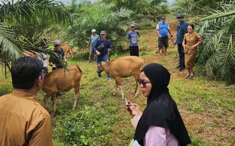 Legislator Partai Perindo Morut Ismail Zulfikar Serahkan Bantuan Ternak Sapi untuk Warga Desa Mohoni