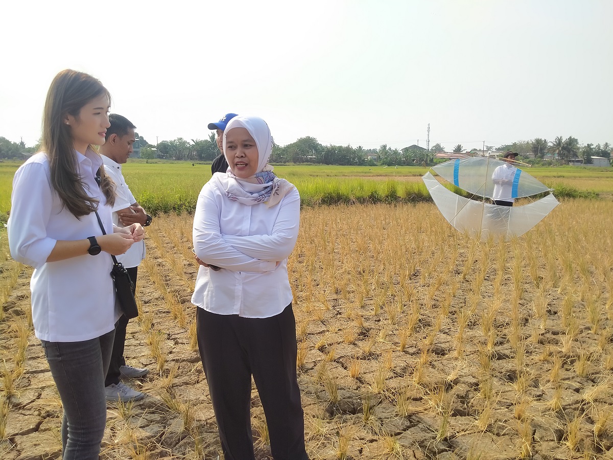 Hiburan Musim Panas, Partai Perindo Selenggarakan Kompetisi Layang-Layang