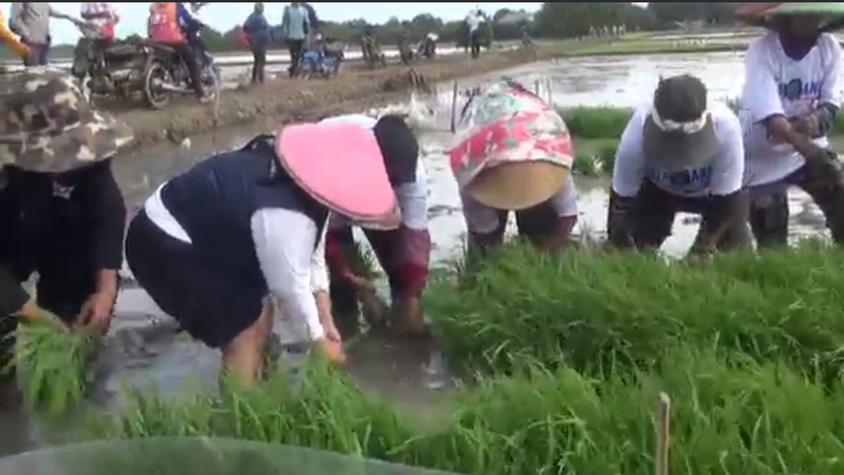 Caleg Partai Perindo Ratih Gunaevy Turun ke Sawah Menandur Bersama Petani