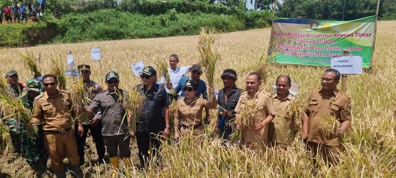 Apresiasi Panen Raya Padi, Anggota DPRD Sumba Barat Daya dari Partai Perindo Yusuf Bora: Pacu Produksi untuk Ketahanan Pangan & Sejahterakan Petani