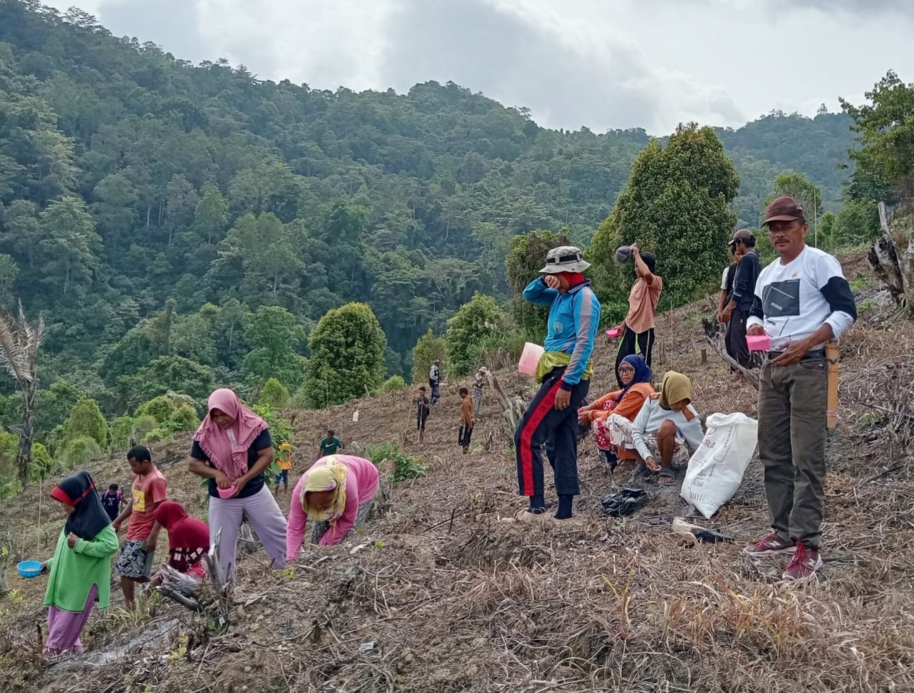 Dukung Kemandirian Pangan, Legislator Partai Perindo Arifin Yasrin Ruru Menanam Padi Bersama Warga Tojo Una-Una
