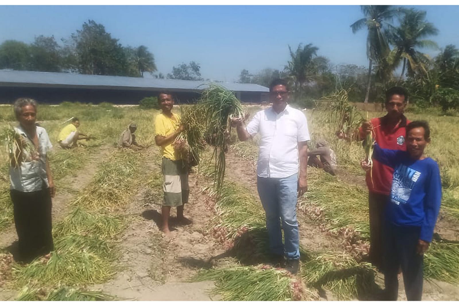 Dampingi Panen 50 Ton Bawang, Legislator Partai Perindo Mesak Mbura Tegaskan Komitmen Sejahterakan Petani Kupang