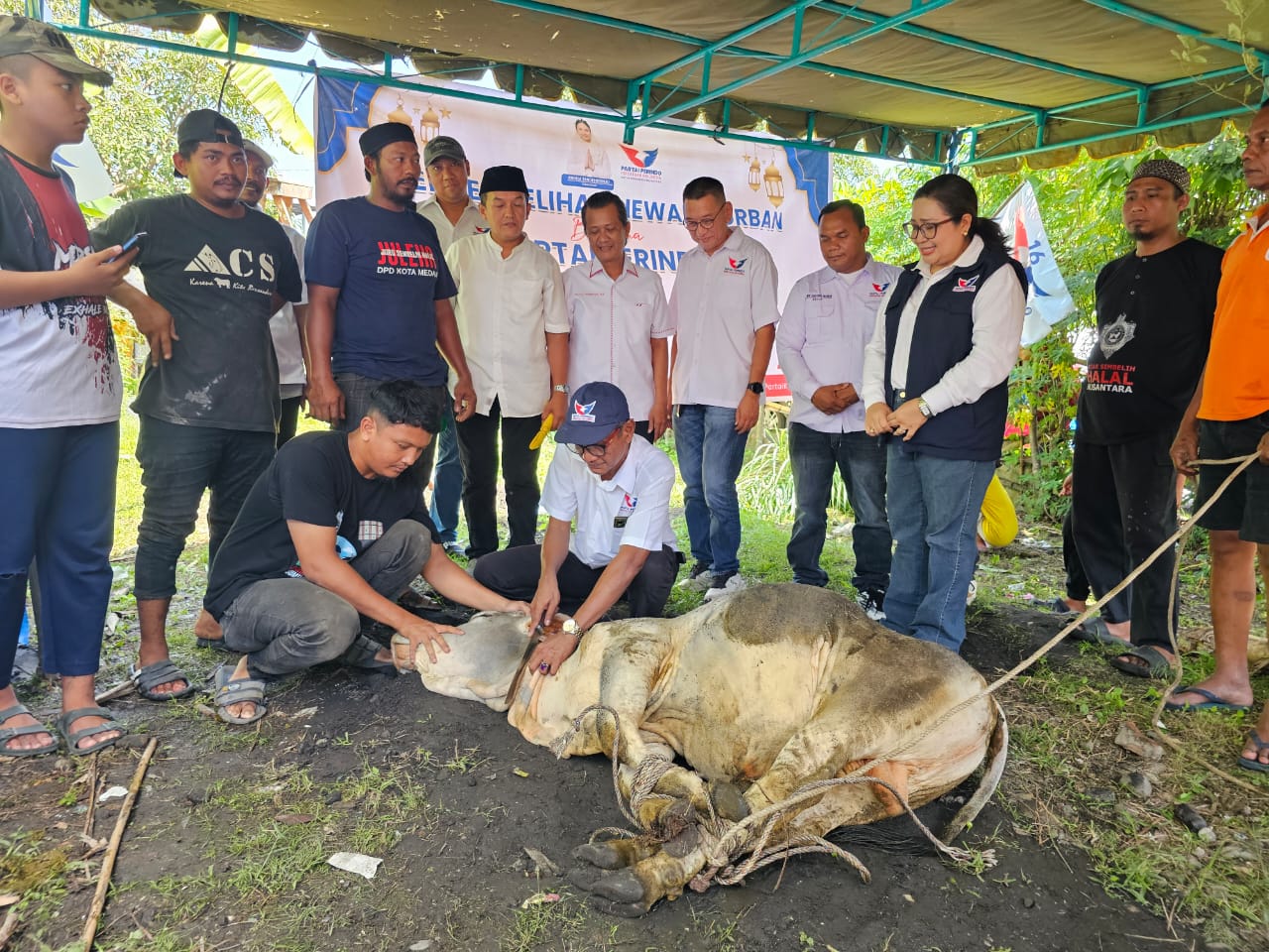 41 Hewan Kurban Disalurkan Serentak di 33 Kabupaten & Kota, Perindo Sumut Perkuat Kepedulian Sosial