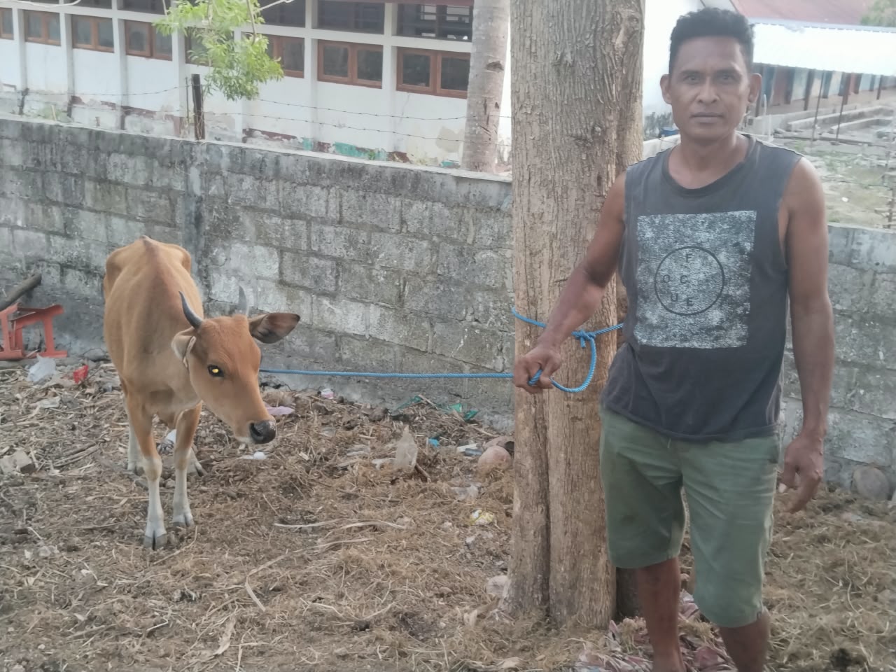 HUT ke-12 Perindo, Yunus Panie Salurkan 12 Sapi Bibit untuk Warga Rote Ndao